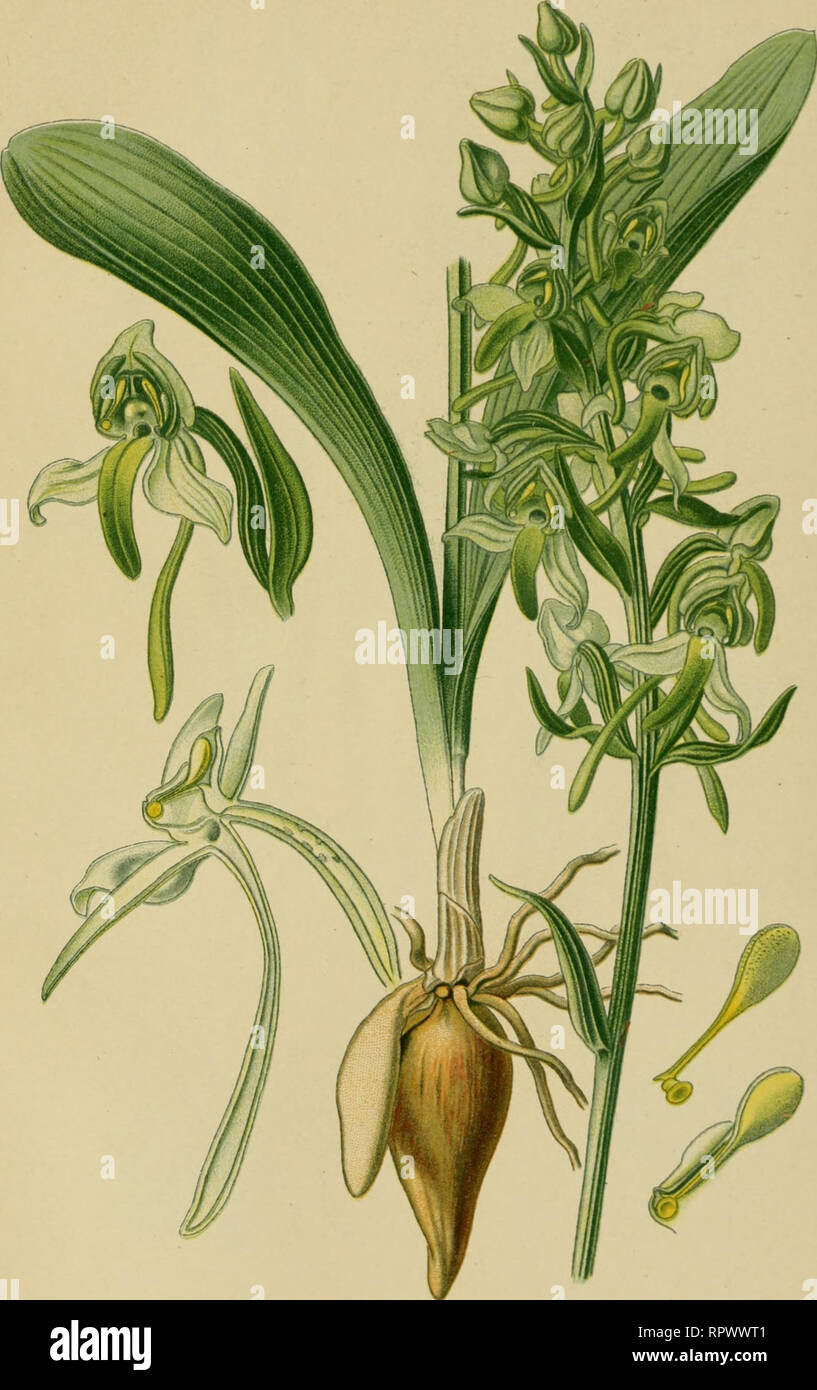. Album des orchidées de l'Europe centrale et septentrionale. PI. LVI. Platanthera chloranta, Reich. Orchis verddlre. Creeii Orcliis. (irii II licite Kiickuk.shlume. Régions luoiitagiicuses calcairi-s de l'Europo, dans les lieux boisés. Mai-juillel.. Please note that these images are extracted from scanned page images that may have been digitally enhanced for readability - coloration and appearance of these illustrations may not perfectly resemble the original work.. Correvon, Henry, 1854-1939. Genève, Librairie Georg Stock Photo