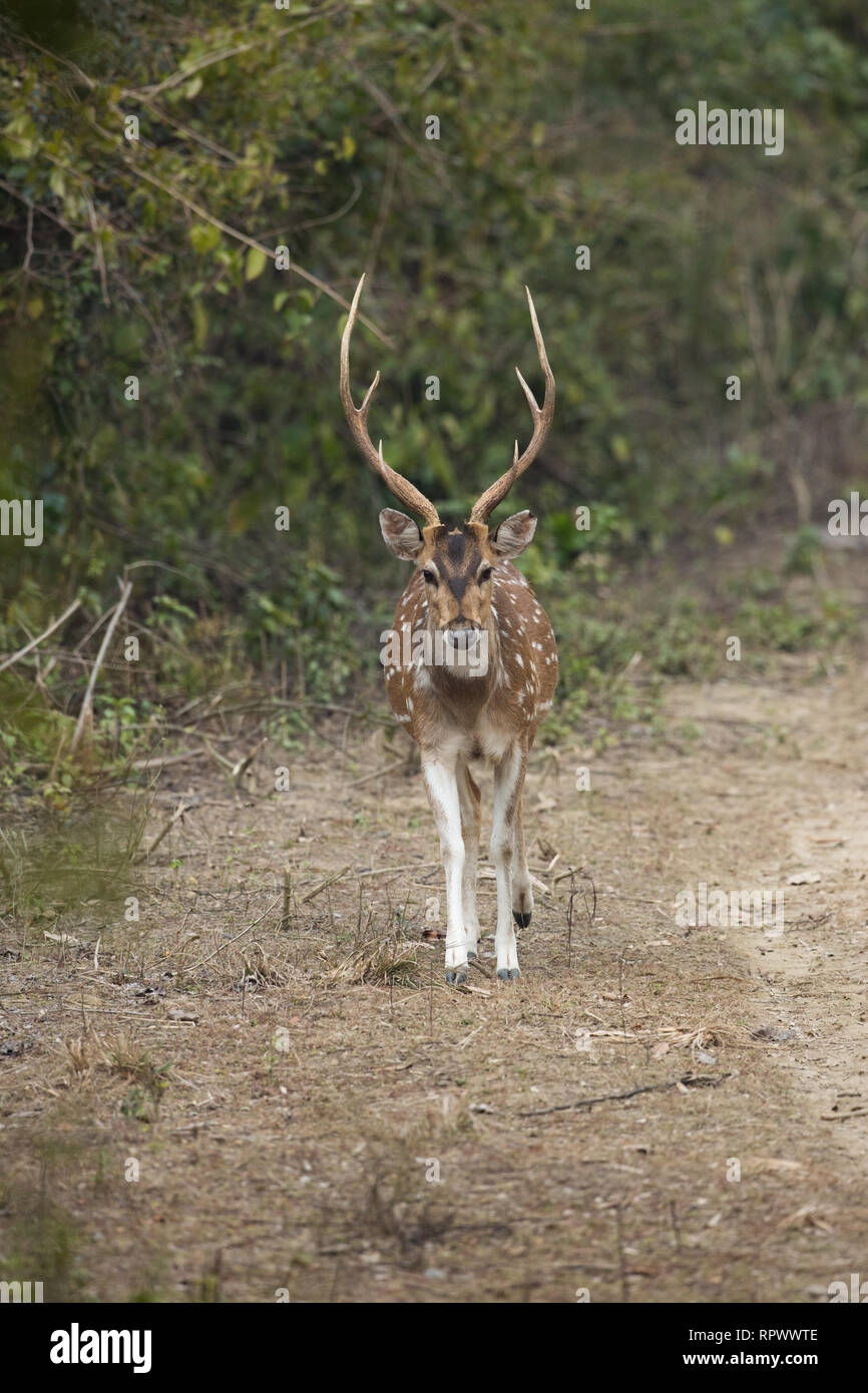 Chital, Axis, or Spotted Deer (Axis axis). Adult male or stag. Three tined antlers suggest that he is in prime condition or, because he is alone, recently usurped by another in the herd. Stock Photo
