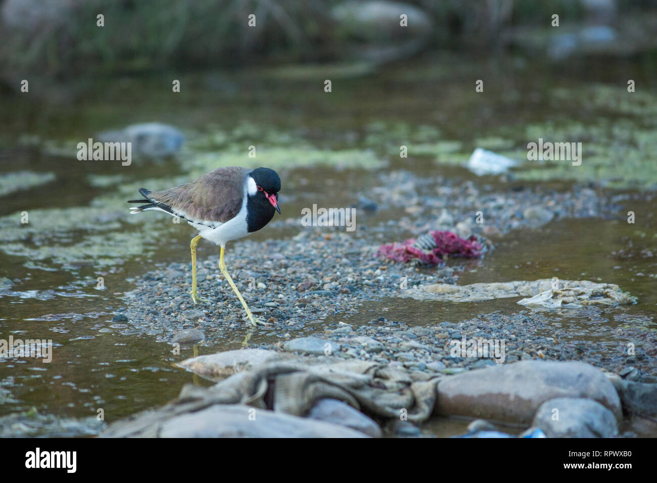 Red-wattled Lapwing or Red-wattled Plover (Vanellus indicus). Foraging amongst  human discarded litter, distributed in a freshwater stream. Widespread resident, northern India. Stock Photo