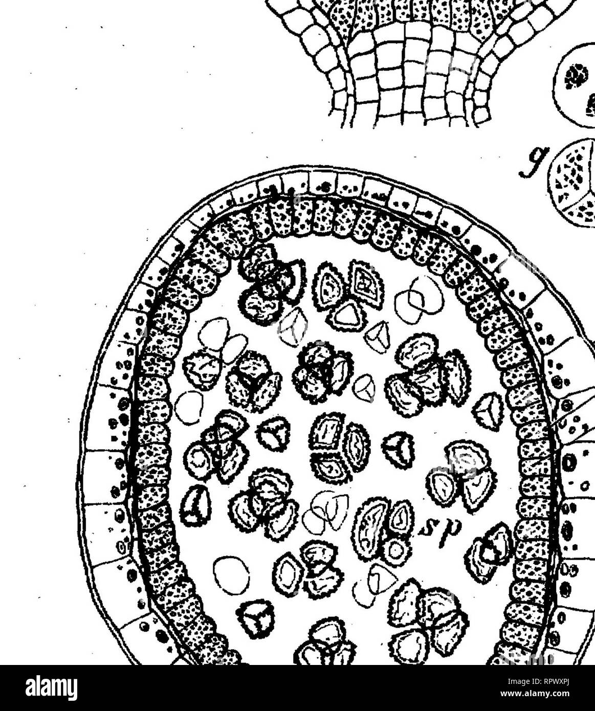 . Text-book of botany, morphological and physiological. Botany. 480 VASCULAR CRYPTOGAMS. beneath the sporangium without giving off a branch to it. By repeated divisions of the primary cells a mass of tissue is formed which is differentiated into an outer layer of cells, the wall of the sporangium, and an internal group of cells, one of which is the archesporium; the tapetum (Fig. 337, c) is formed toward the free surface of the sporangium, from cells which are cut off from the archesporium, and it is completed toward the base by cells which are cut off by tangential walls from the cells which  Stock Photo