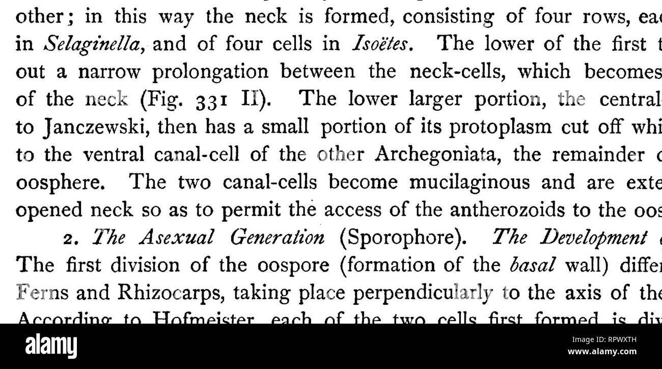 . Text-book of botany, morphological and physiological. Botany. FILICINEM. 473 a simple cell; a smaller or larger number of divisions usually takes place in its lower part (Fig. 332, A—D). The embryo itself originates from the lower (epibasal) half of the oospore. By the elongation of the suspensor and the compression and absorption of the surrounding cells, the embryo is forced into the endosperm, in which it now undergoes further development, as in Phanerogams. In the mother- cell of the embryo (epibasal cell) two segments1 are in the meantime formed by the wall II (transverse wall); out of  Stock Photo