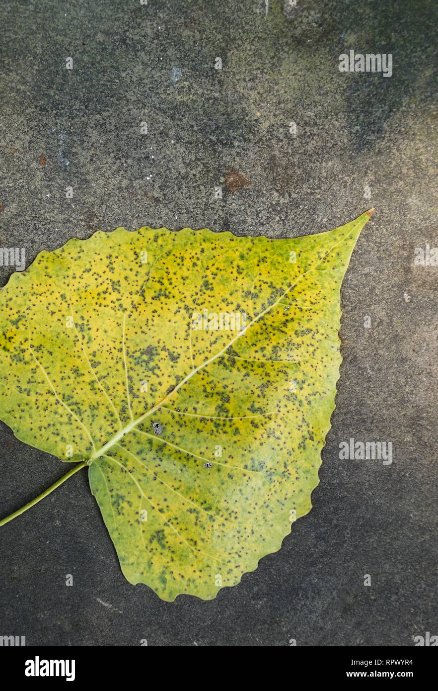 Autumn yellow leaf on asphalt road, top view Stock Photo - Alamy