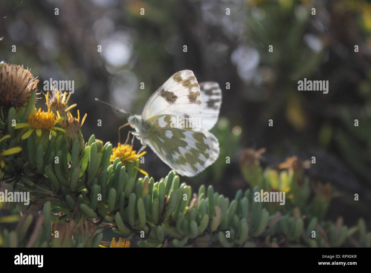 Bath White (Pontia daplidice), visiting garrigue vegetation near Marfa, Malta Stock Photo