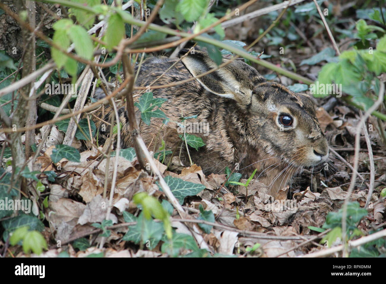 Juvenile Brown Hare (Lepus capensis) hiding under a hedge at Waltrop, Germany Stock Photo