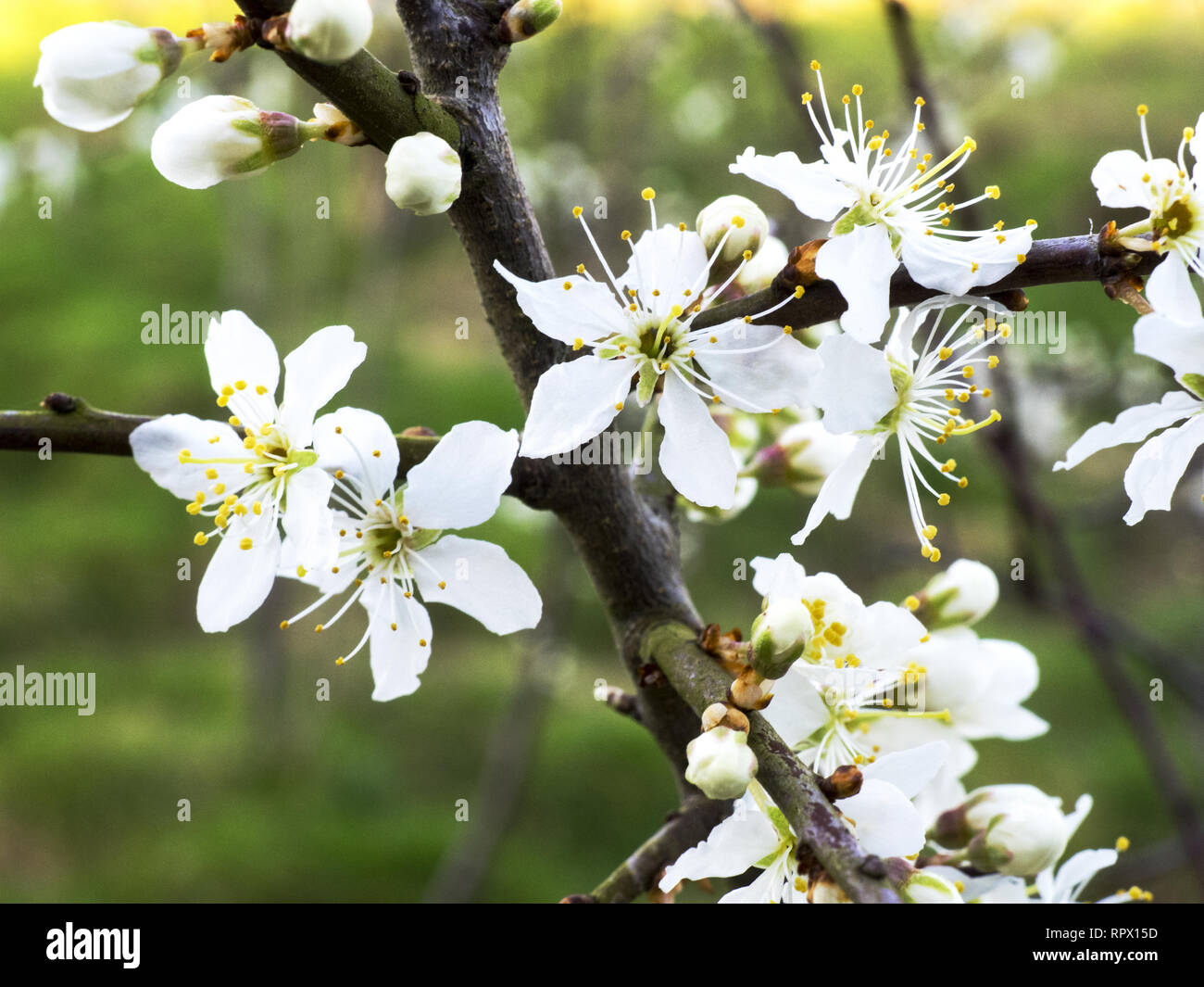 Wild cherry blossoms, UK Stock Photo