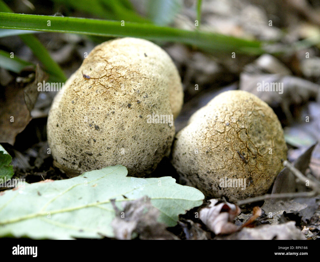 Scleroderma citrinum, Common Earthball, fungi, UK Stock Photo