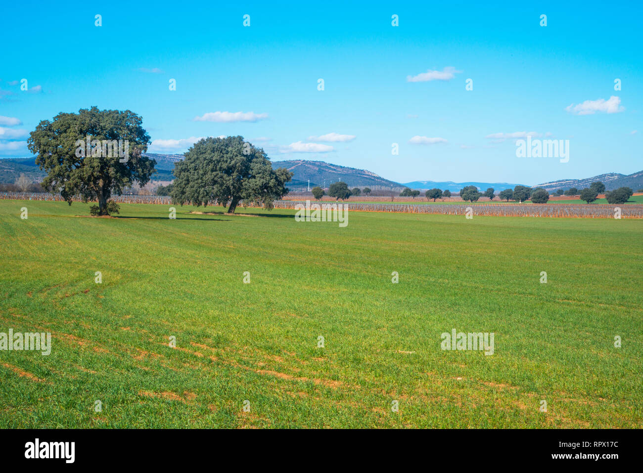 Meadow. Urda, Toledo province, Castilla La Mancha, Spain. Stock Photo