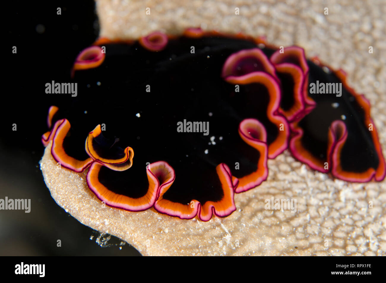 Polyclad Flatworm, Pseudoceros sp, Night dive, Keruo Island, Near Penemu Island, Raja Ampat, West Papua, Indonesia Stock Photo