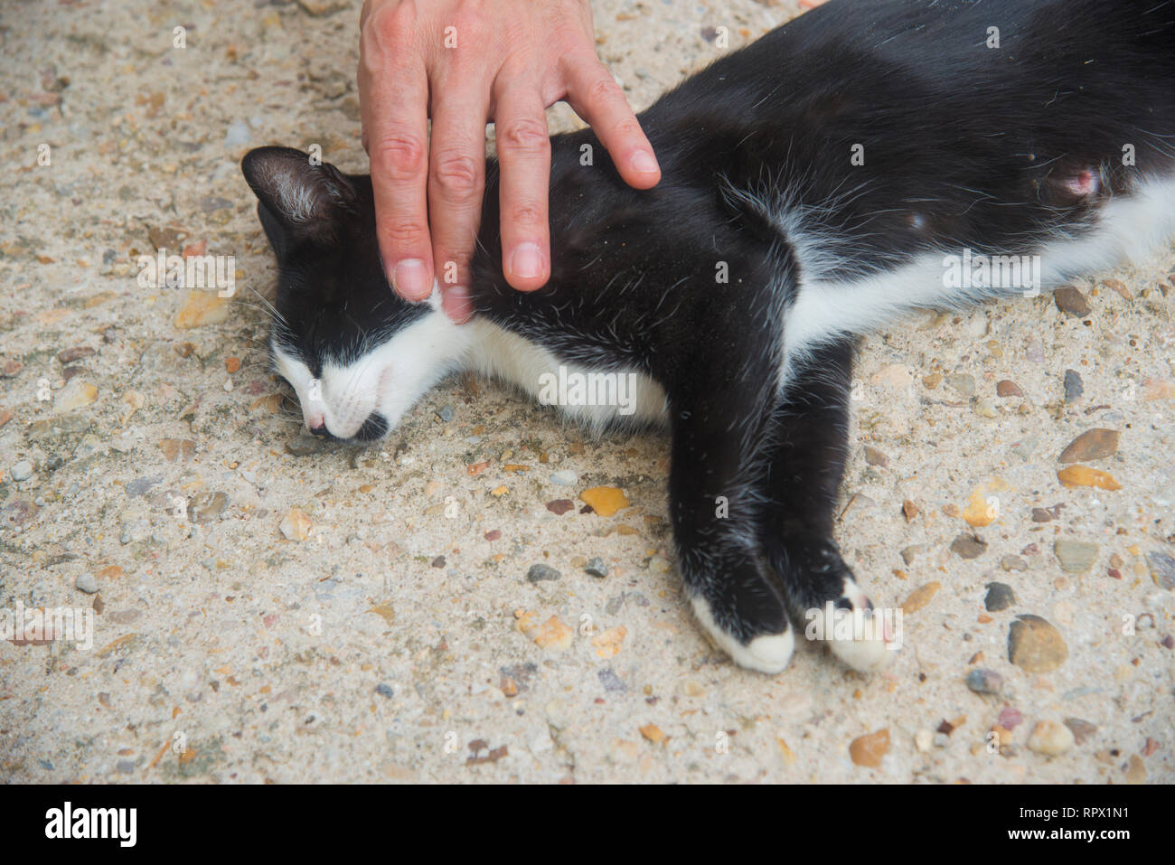 Man's hand stroking a black and white cat lying on the ground Stock ...
