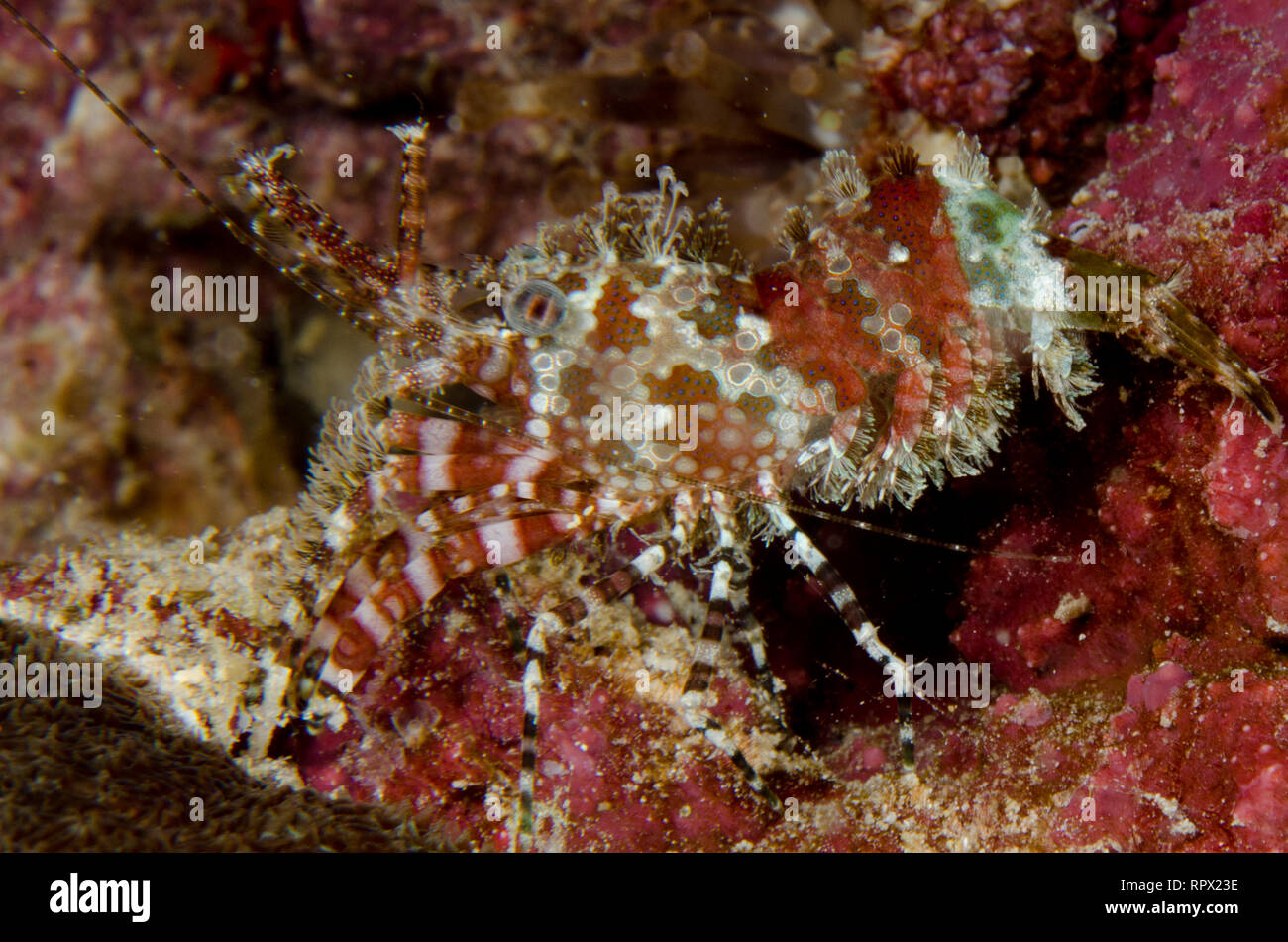 Marbled Shrimp, Saron sp, Night dive, Arborek Jetty dive site, Arborek Island, Dampier Straits, Raja Ampat, West Papua, Indonesia Stock Photo