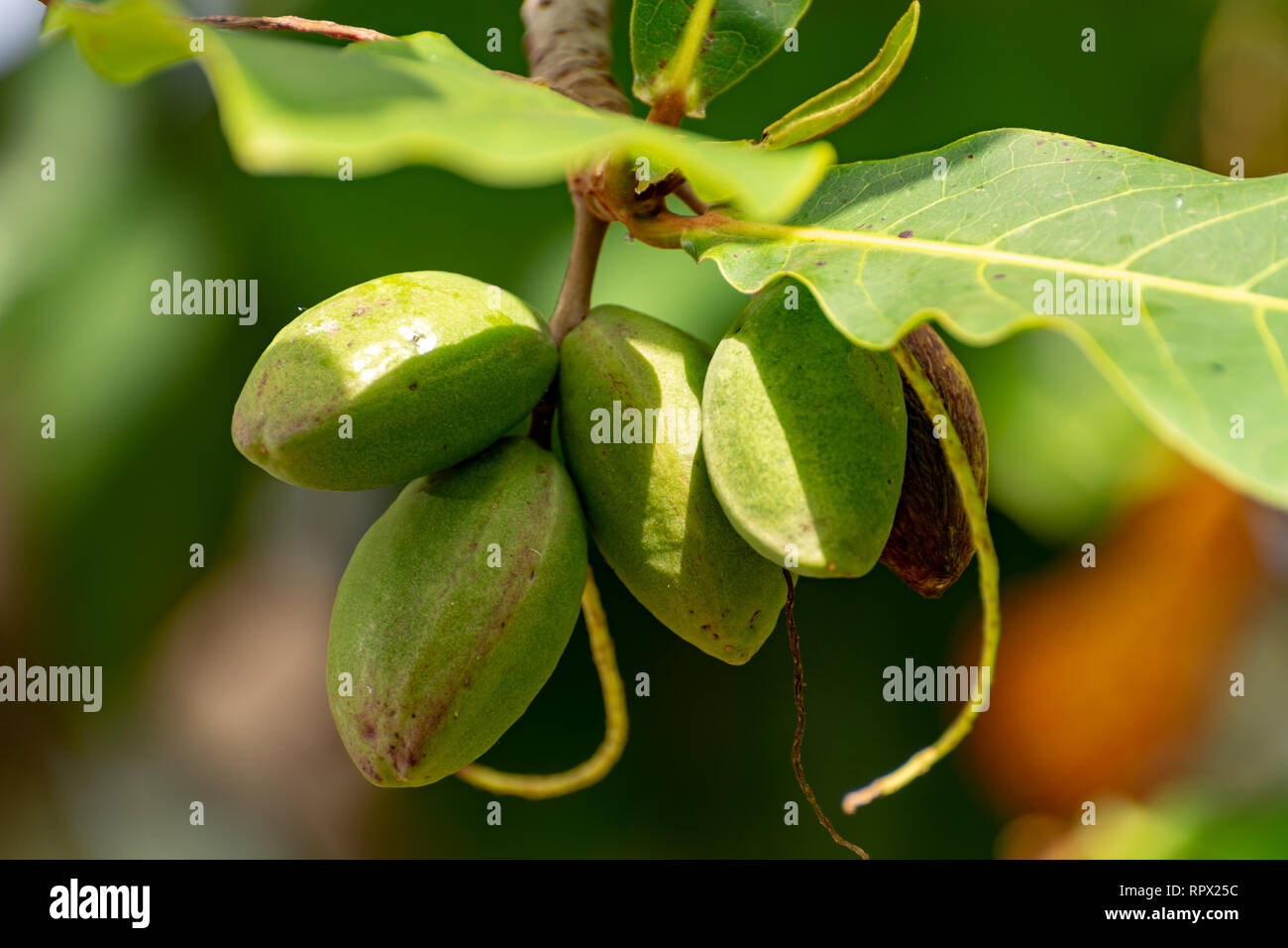 Indian Almond Facts And Health Benefits