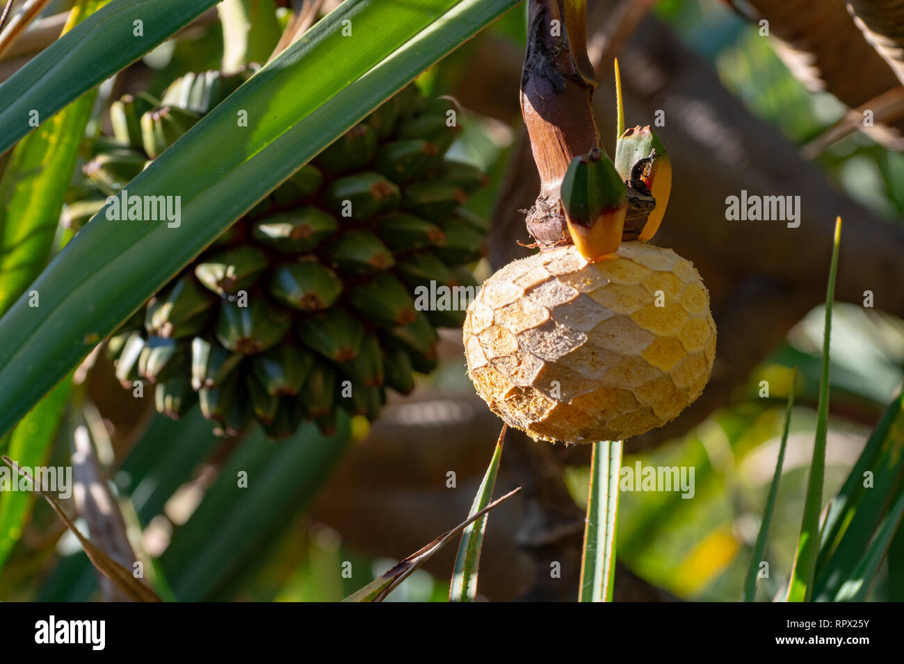 Pandanus utilis or screwpine plant with fruits growing in garde, origin Madagascar close up Stock Photo