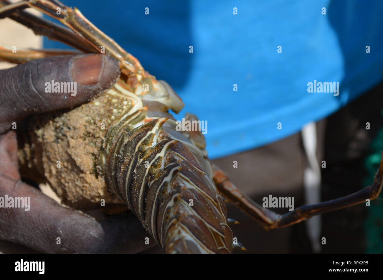 Minimum landing size hires stock photography and images Alamy