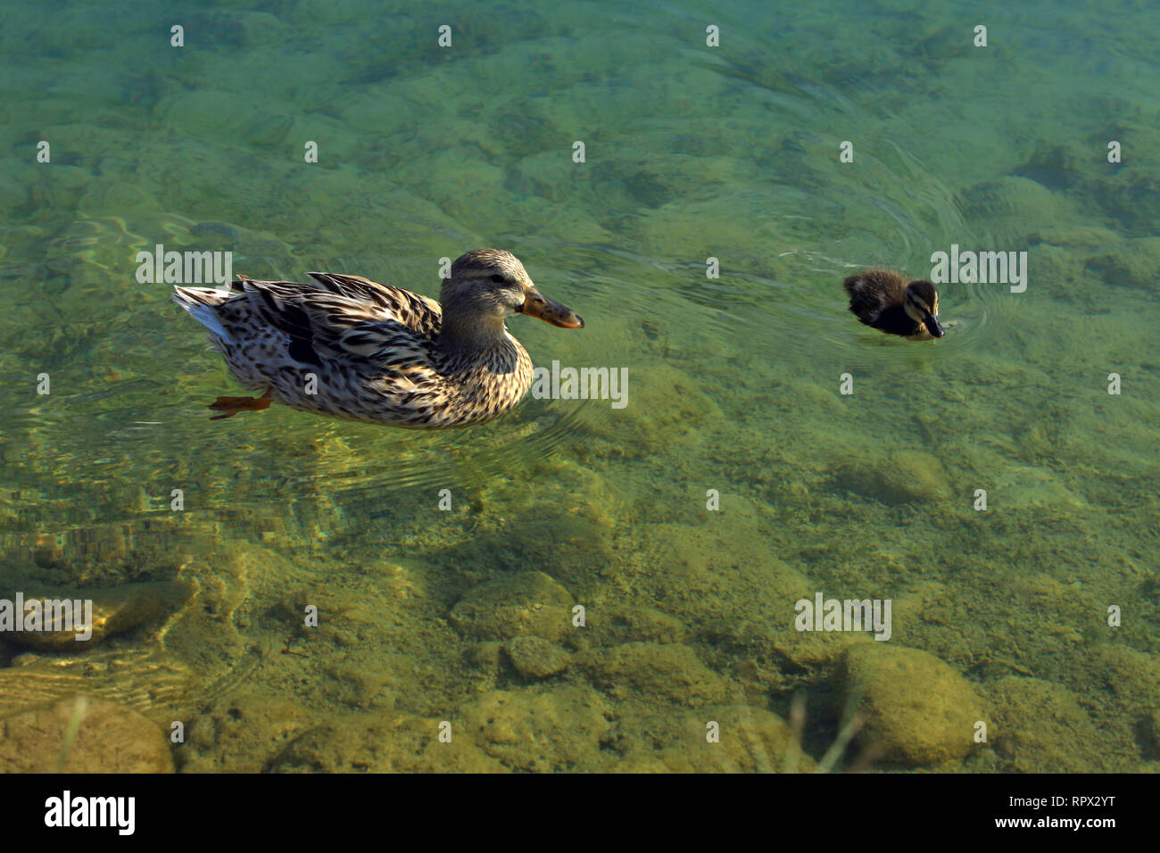 Female duck and duckling in a river, Turkey Stock Photo