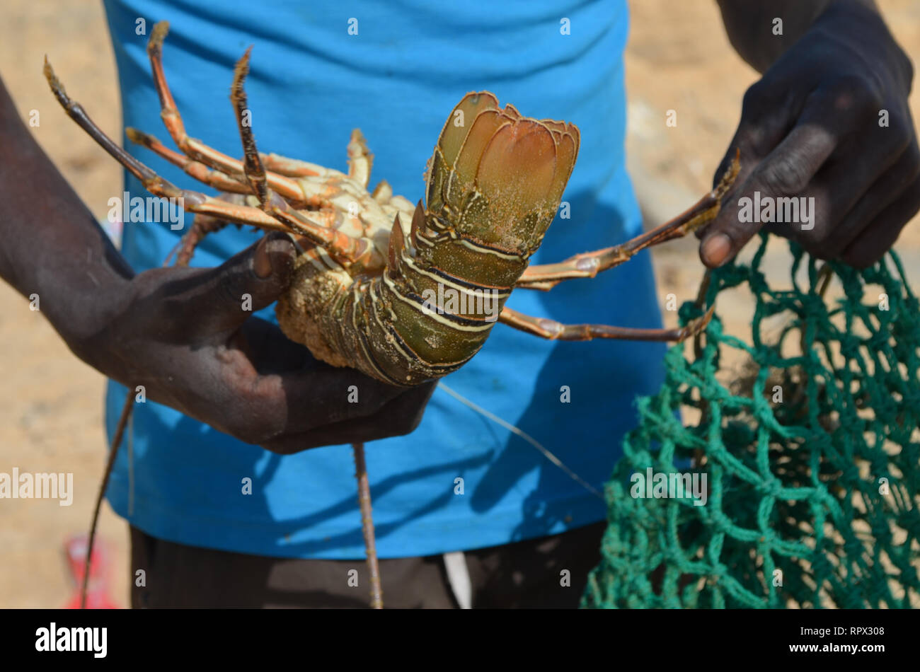 Minimum landing size hires stock photography and images Alamy