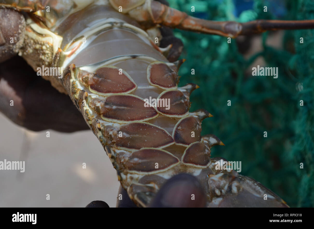 Minimum landing size hires stock photography and images Alamy