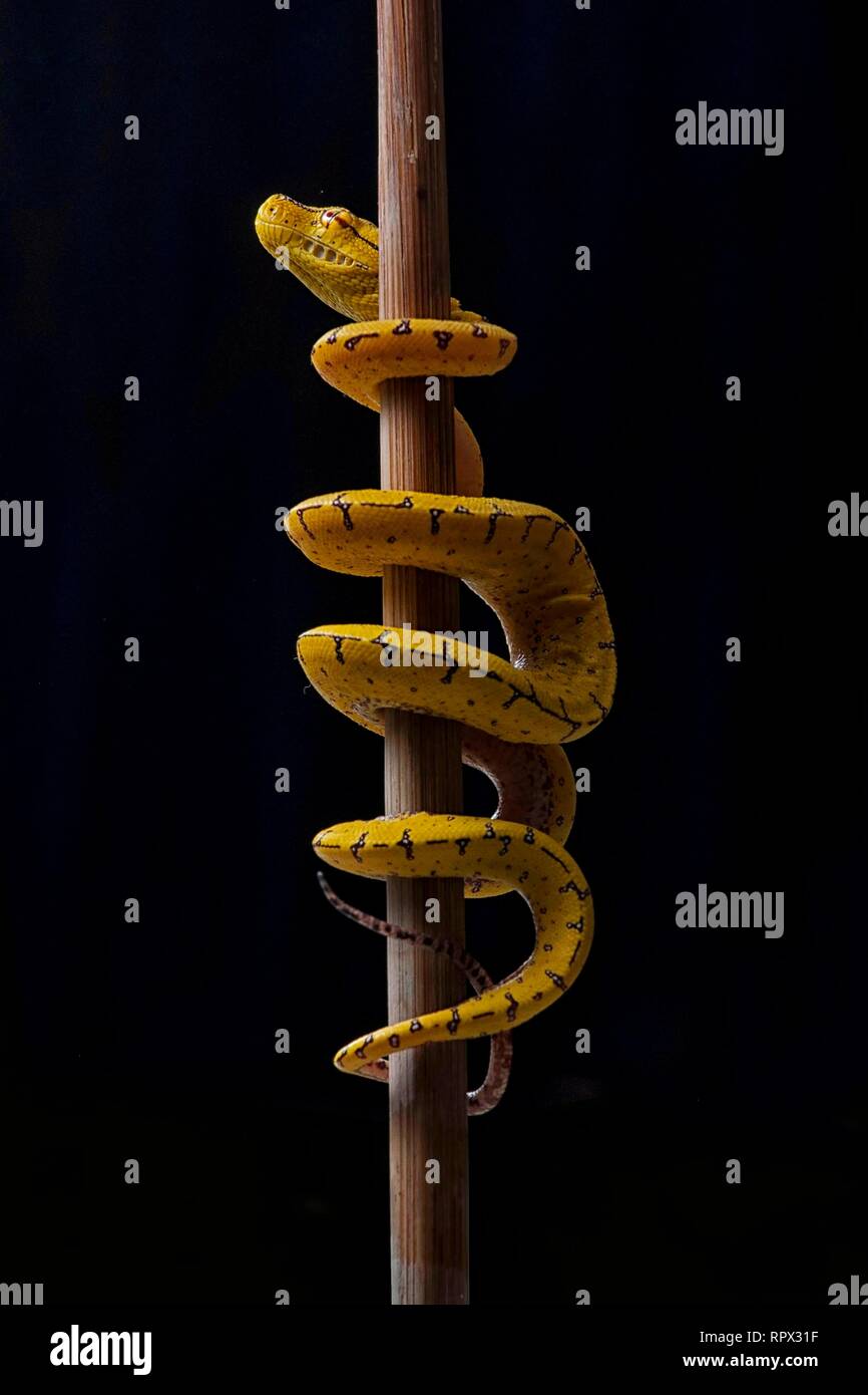 Snake Wrapped Around Tree