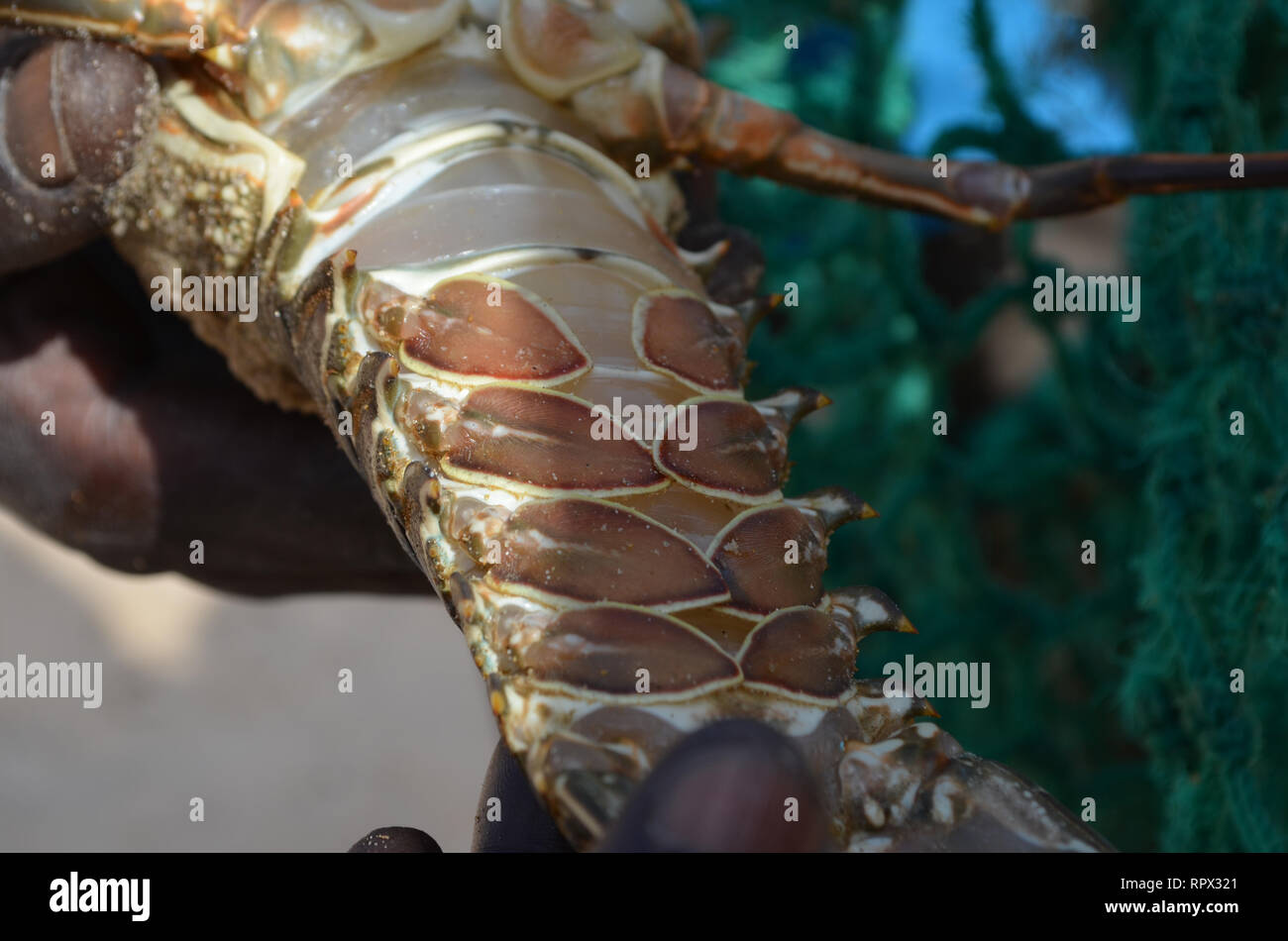 Minimum landing size hires stock photography and images Alamy