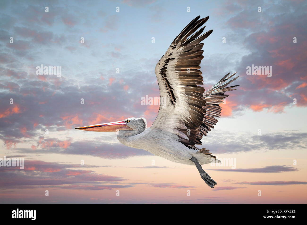 Australian pelican (Pelecanus conspicillatus)  in flight, Western Australia, Australia Stock Photo