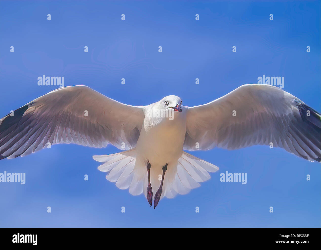 Silver Gull in flight, Australia Stock Photo