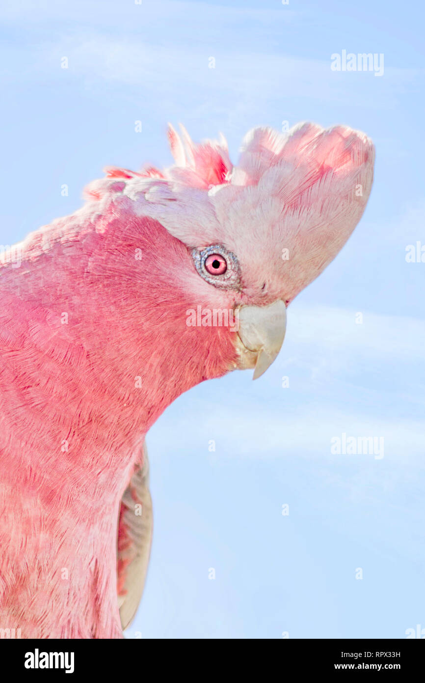 Portrait of a rose-breasted cockatoo, Australia Stock Photo