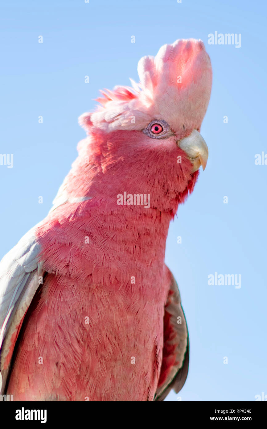 Portrait of a rose-breasted cockatoo, Australia Stock Photo