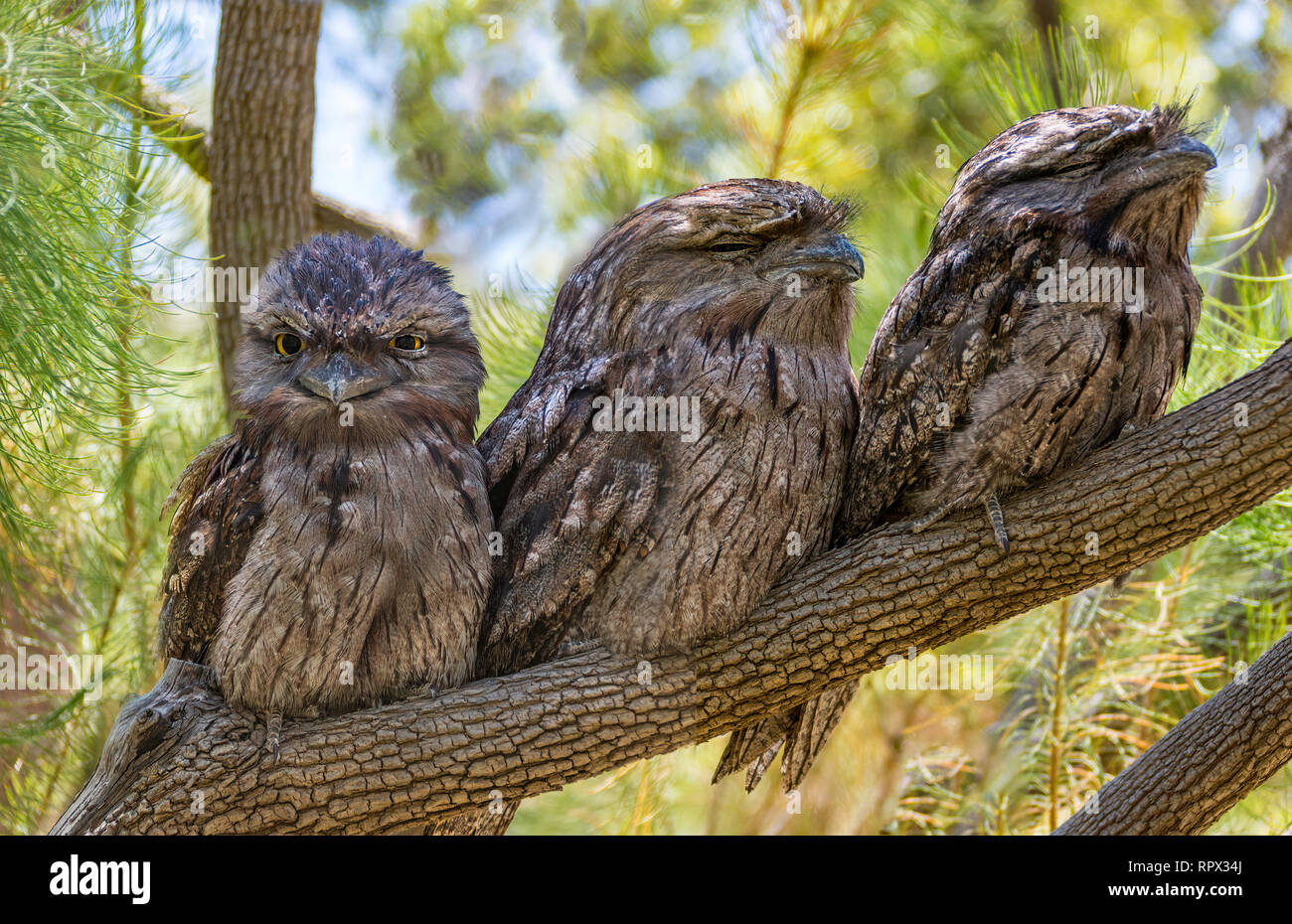 Three Tawny Frogmouth birds (Podargus strigoides) sitting in a tree, Perth, Western Australia, Australia Stock Photo
