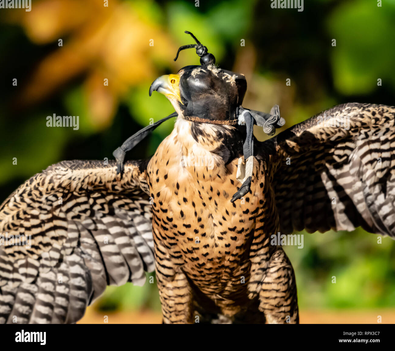 Hooded Peregrine Falcon, British Columbia, Canada Stock Photo