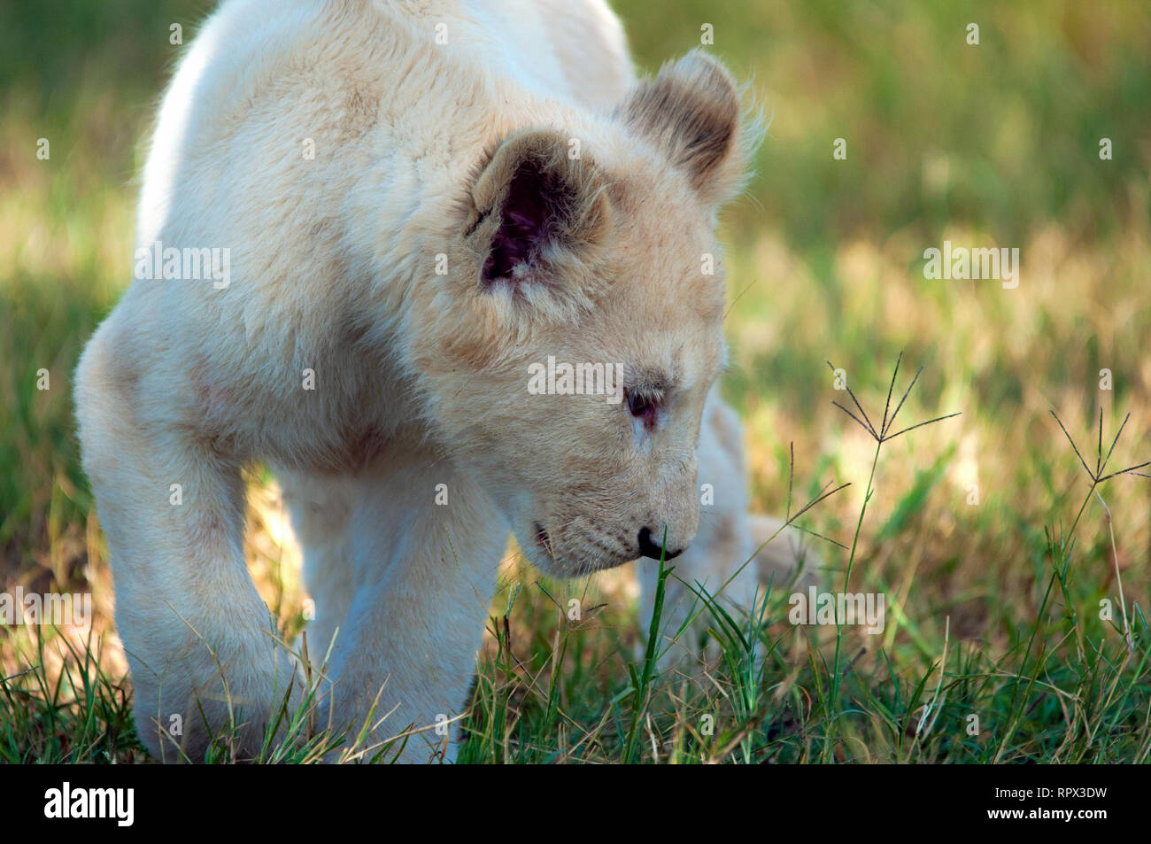 White Lion Cub, South Africa Stock Photo Alamy