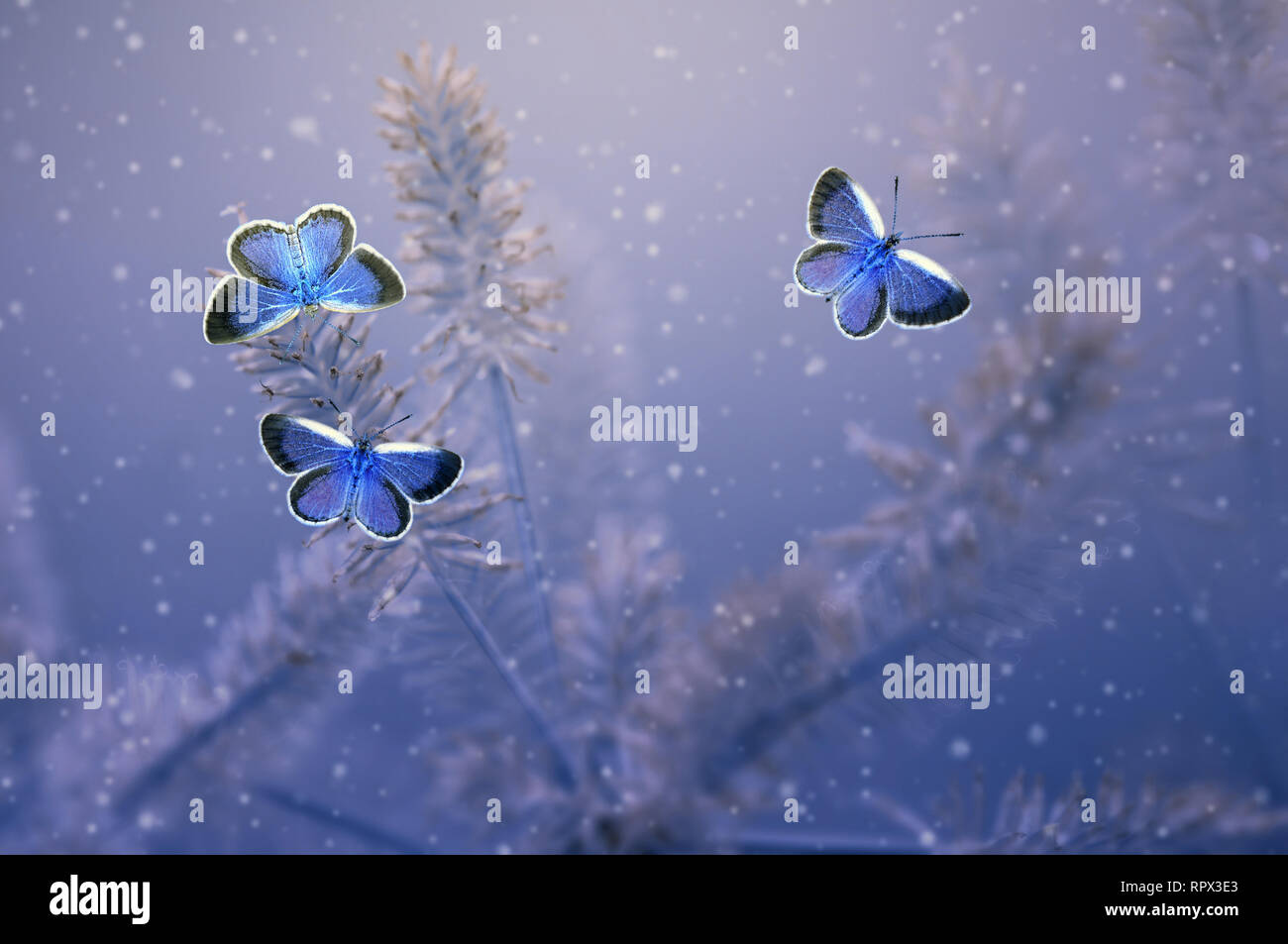 Three butterflies on a plant, Indonesia Stock Photo