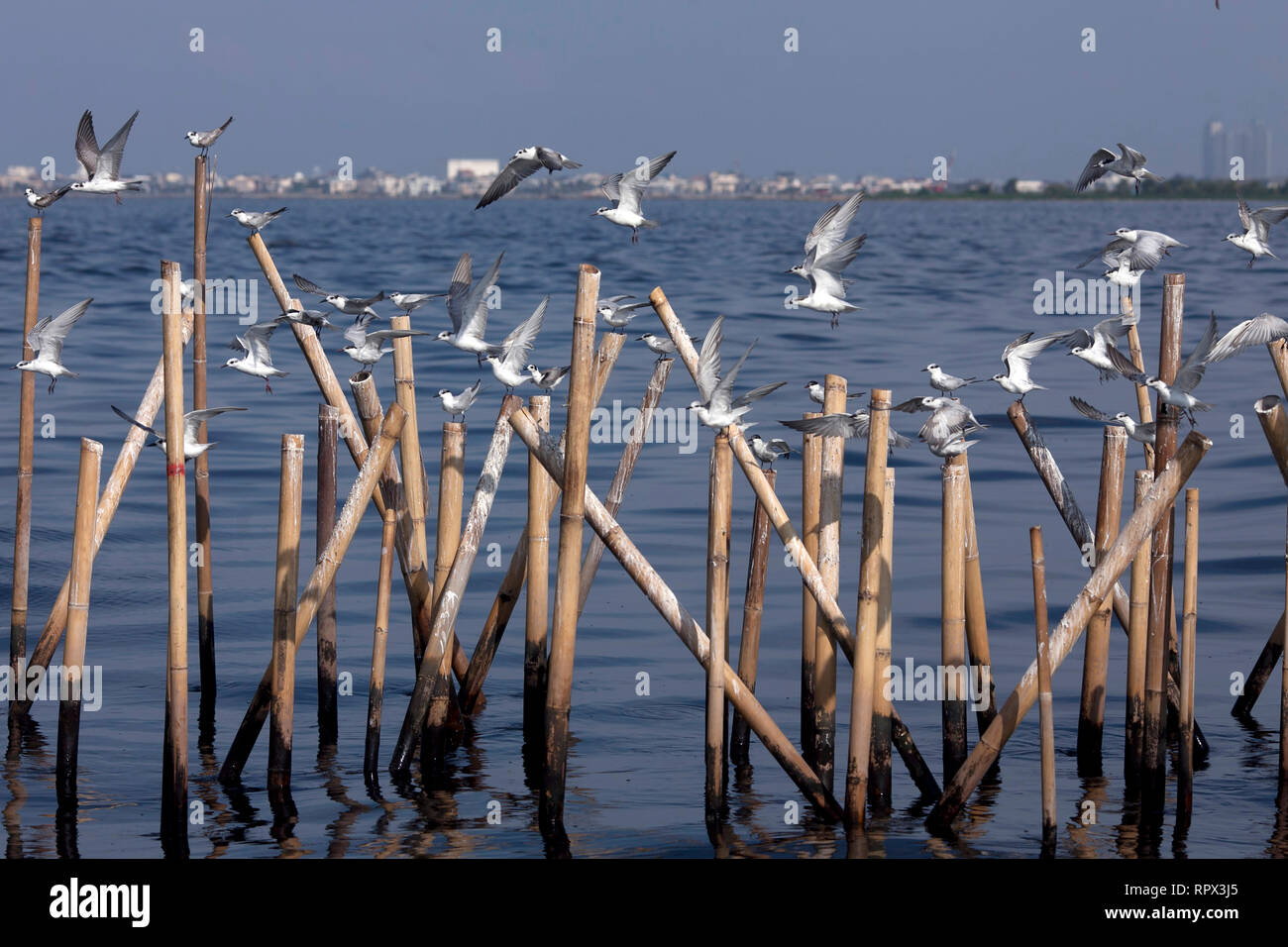 Birds flying on wooden posts, Indonesia Stock Photo