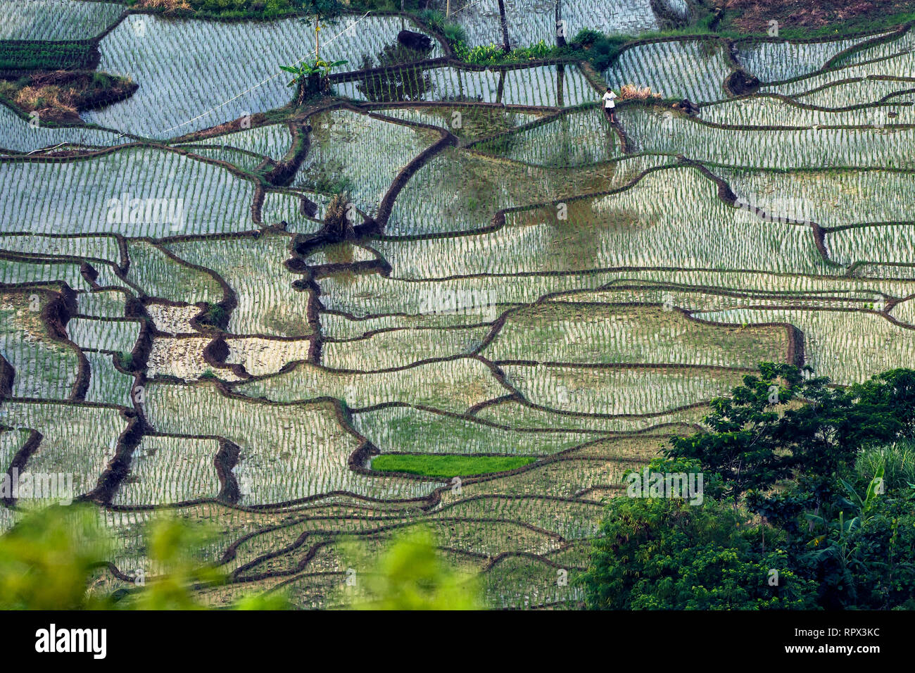 Aerial view of flooded rice fields, Indonesia Stock Photo