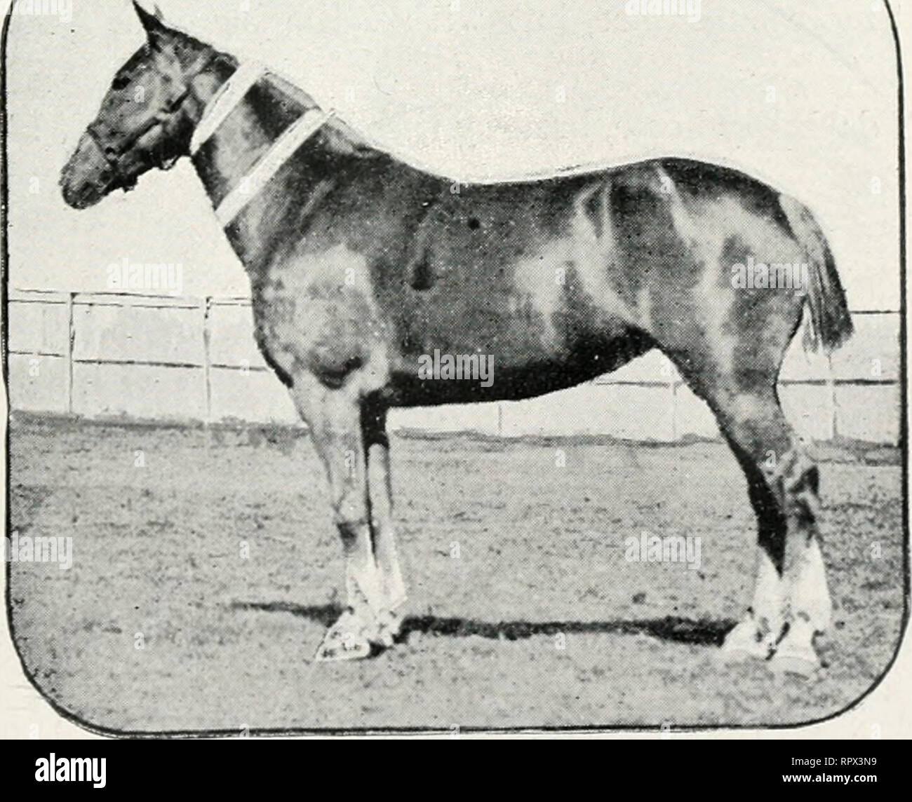 . The agricultural gazette of New South Wales. Agriculture; Agriculture -- Australia New South Wales. Vim. Sire, Detective (imp.); dam, Darwinia (imp.). shows great dash with beautiful action, and a very fast trotter. He won first and champion prize at Sydney Royal Agricultural Society's Show, Vis.—A chestnut mare and a full sister to Vim, and she was bred in Victoria by the late Hon. W, I. Winter Irving, M.L.C.. Vis stands 14.3 hands high, is strong enough to pull a spring cart or hansom cab, and is a. Vis, pure-bred cob mare. Sire, Detective (imp. i; dam, Darwinia (imp,). very fast mare in h Stock Photo