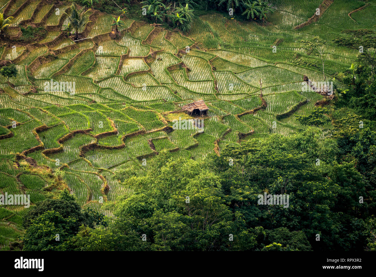 Aerial view of rice fields, Indonesia Stock Photo