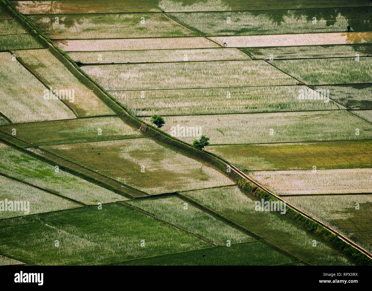 Aerial view of flooded rice fields, Indonesia Stock Photo