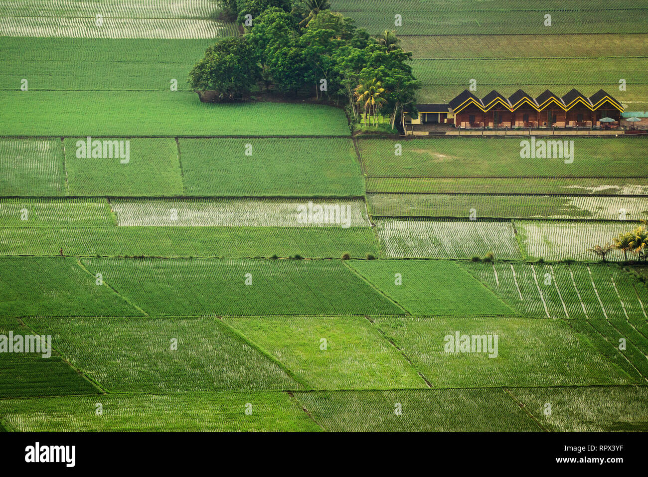 Terraced houses by rice fields, Indonesia Stock Photo