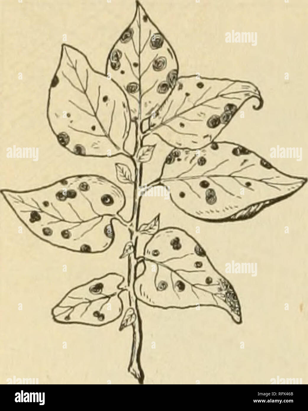 Agriculture For The Kansas Common Schools Agriculture 338 Agriculture Potato Foliage Affected With Early Blight Sometimes Known As Quot Frog Eye Quot Or Quot Target Board Quot Leaves Die Early And Later The Vines Dry Up