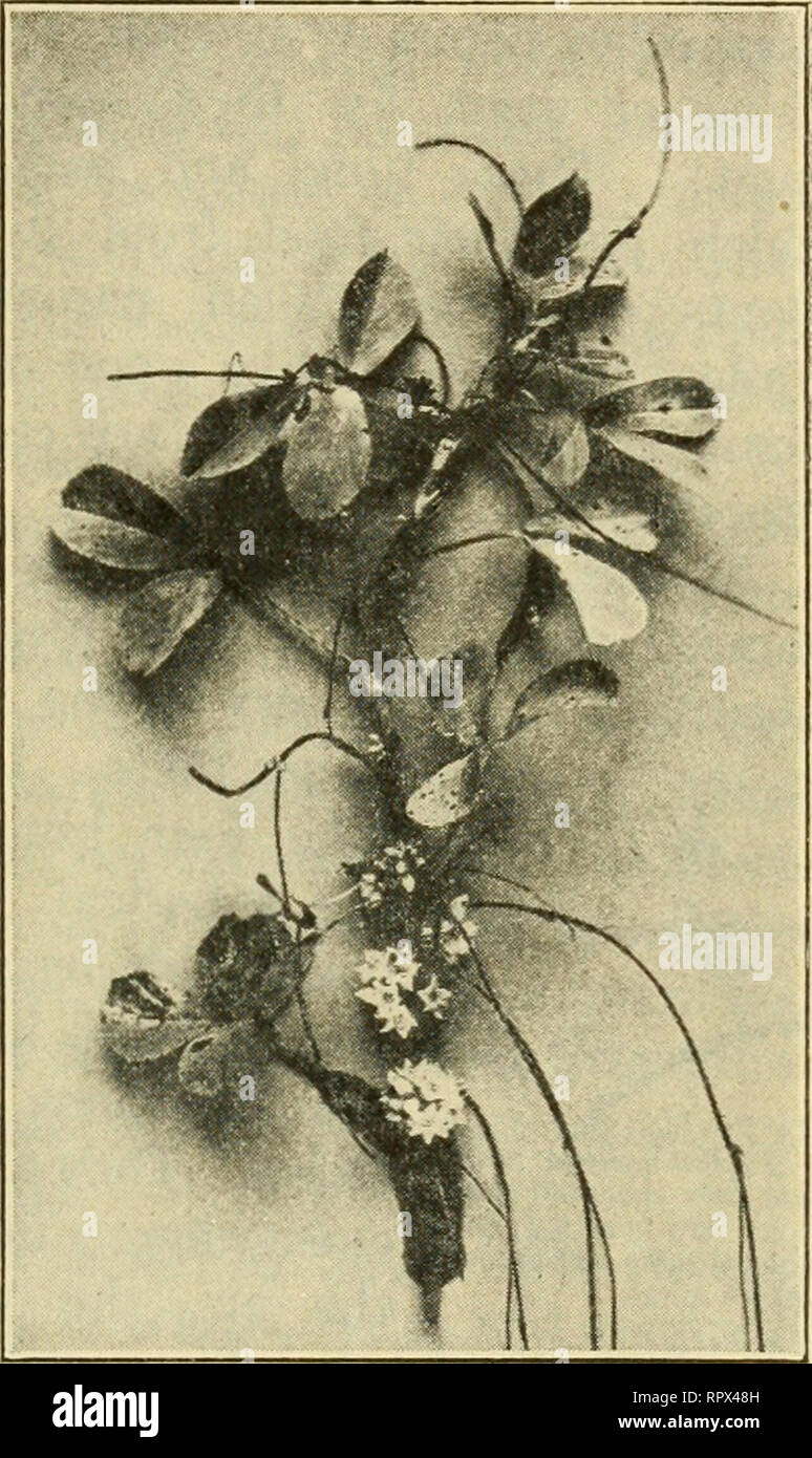 . Agriculture for the Kansas common schools. Agriculture. PLANT DISEASES 333 Flowering Plant Parasites. Common examples of flowering plant parasites are the dodder and the mistle- toe. The dodder, or &quot;love vine,&quot; is widely spread in Kansas. It is a long, twining plant, yellowish in color. It wraps itself around the stems of clover and alfalfa, and by means of little suckers ex- tracts the plant juices for its food. This para- site is very injurious to the plants attacked, and often is a serious pest in fields. Mistletoe, with its pretty white berries—a plant which we see at Christmas Stock Photo
