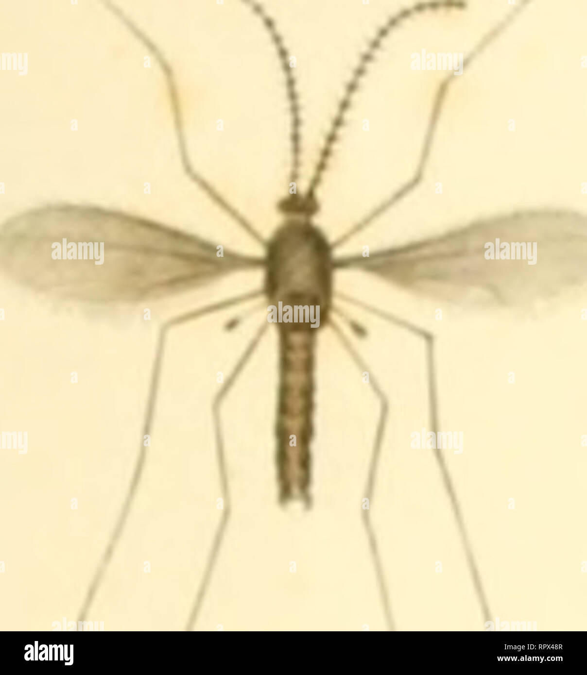Masschaeffer Insect . Agriculture of New-York: comprising an account of the classification ...