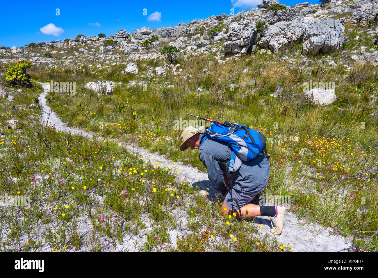 Hiker tying his shoelaces on Hoerikwaggo Trail, Cape Peninsula, Cape Town, Western Cape, South