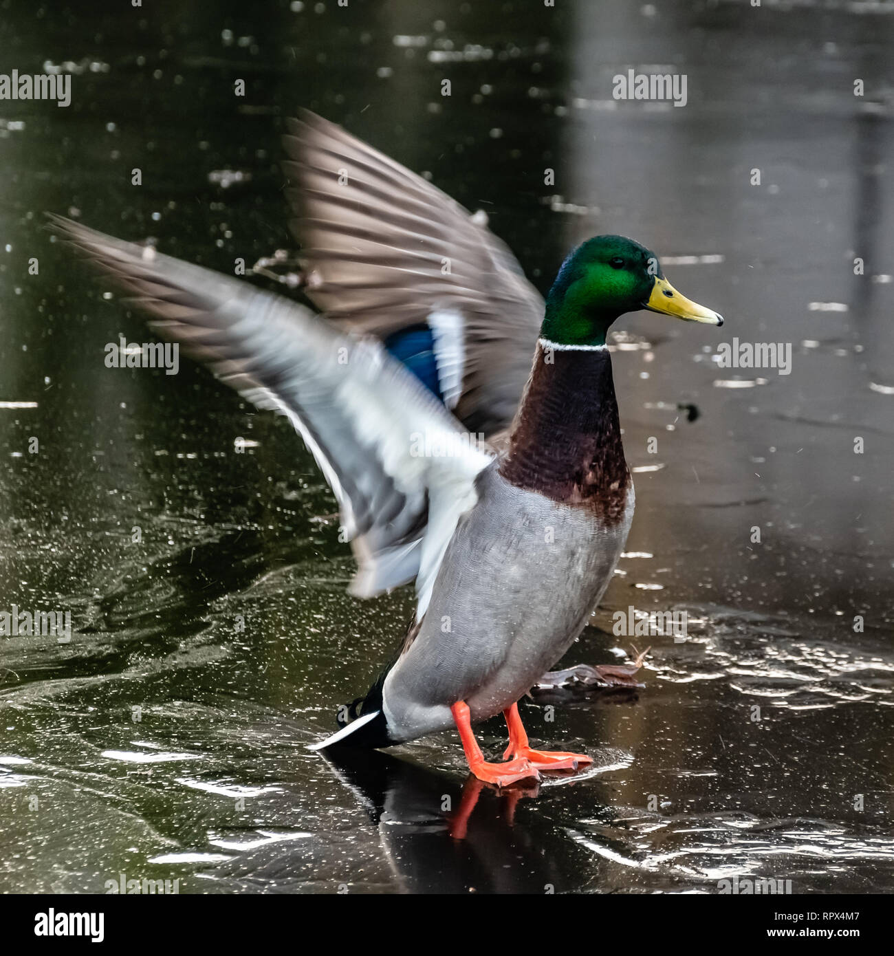 Mallard duck flapping his wings, Vancouver, British Columbia, Canada Stock Photo