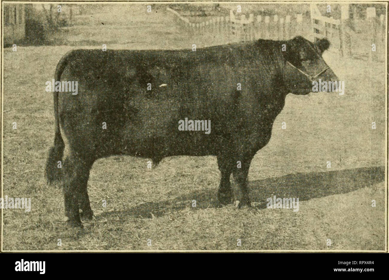 File:Open Show Grand Champion Simmental Bull (45141242651).jpg - Wikimedia  Commons