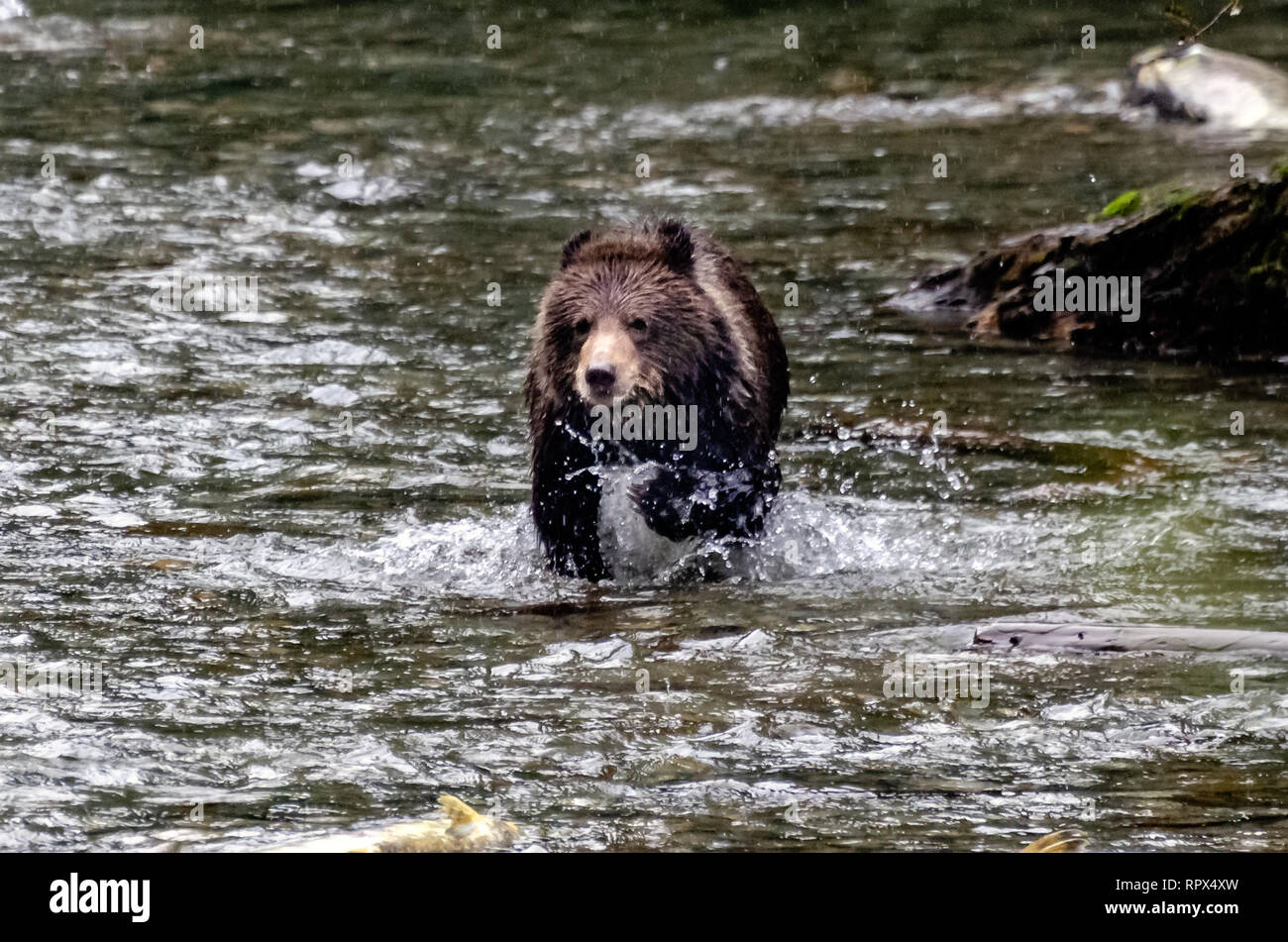 Grizzly bear Cub running in a river, British Columbia, Canada Stock Photo