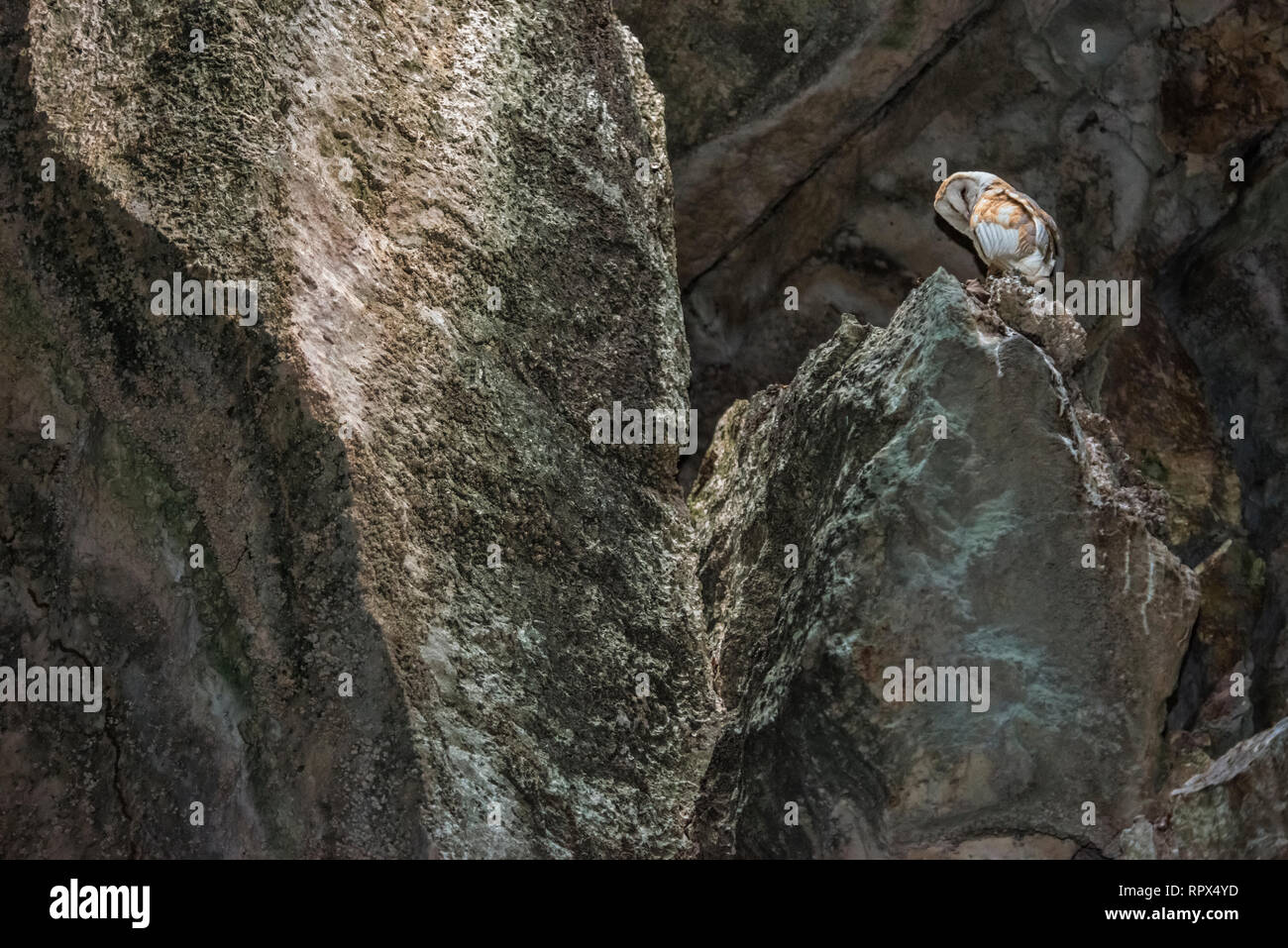 zoology / animals, avian / bird (aves), Barn Owl (Tyto alba) in cave on the Caribbean island of Cayman, Additional-Rights-Clearance-Info-Not-Available Stock Photo