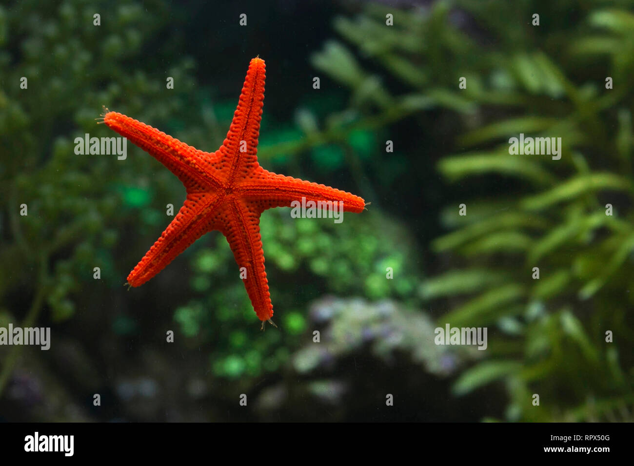 Close-up of a starfish, Indonesia Stock Photo