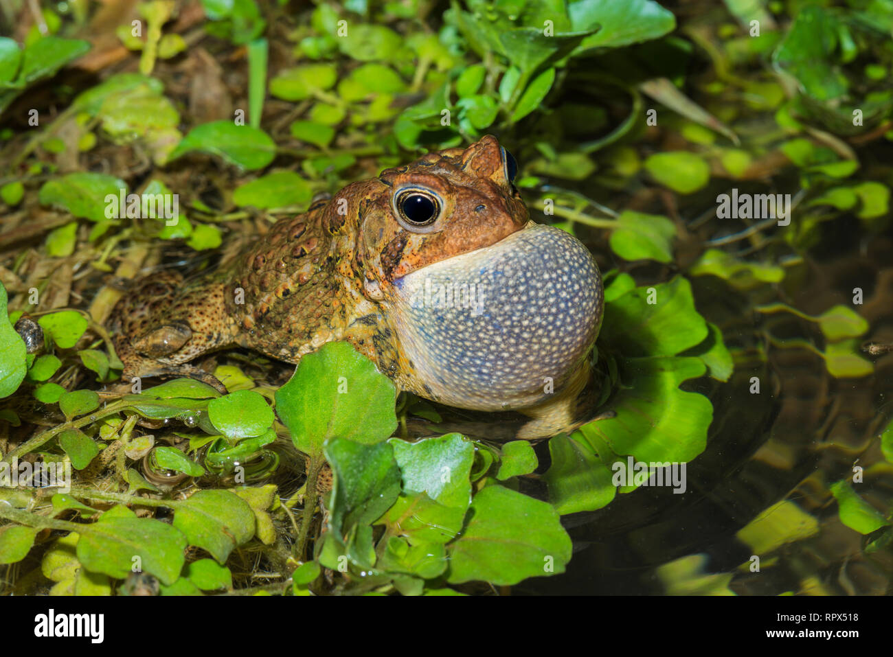 zoology / animals, amphibian (amphibia), A male American Toad (Bufo americanus) with vocal sac inflate, Additional-Rights-Clearance-Info-Not-Available Stock Photo