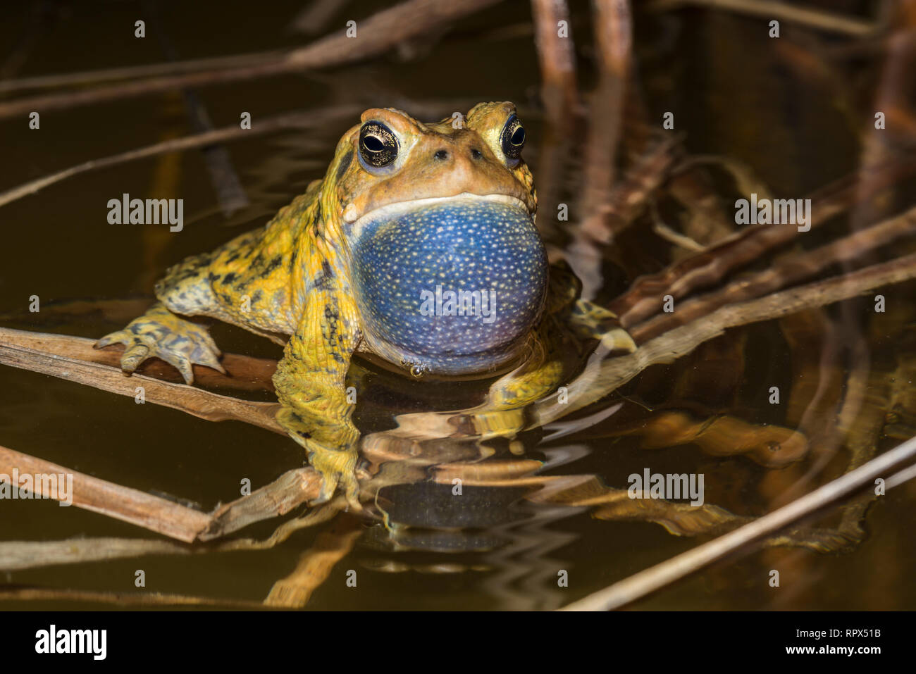 zoology / animals, amphibian (amphibia), A male American Toad (Bufo