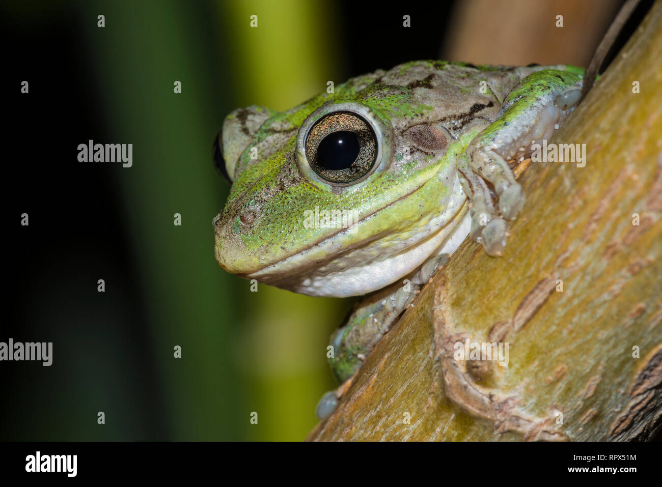 zoology / animals, amphibian (amphibia), Cuban Tree Frog (Osteopilus septentrionalis) at night on the , Additional-Rights-Clearance-Info-Not-Available Stock Photo