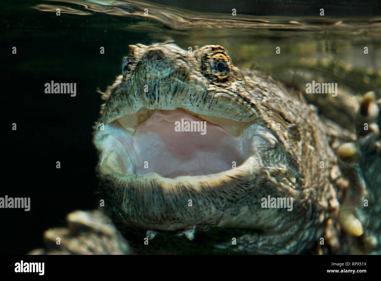 zoology / animals, reptile (reptilia), Common Snapping Turtle (Chelydra serpentina) beneath the water , Additional-Rights-Clearance-Info-Not-Available Stock Photo