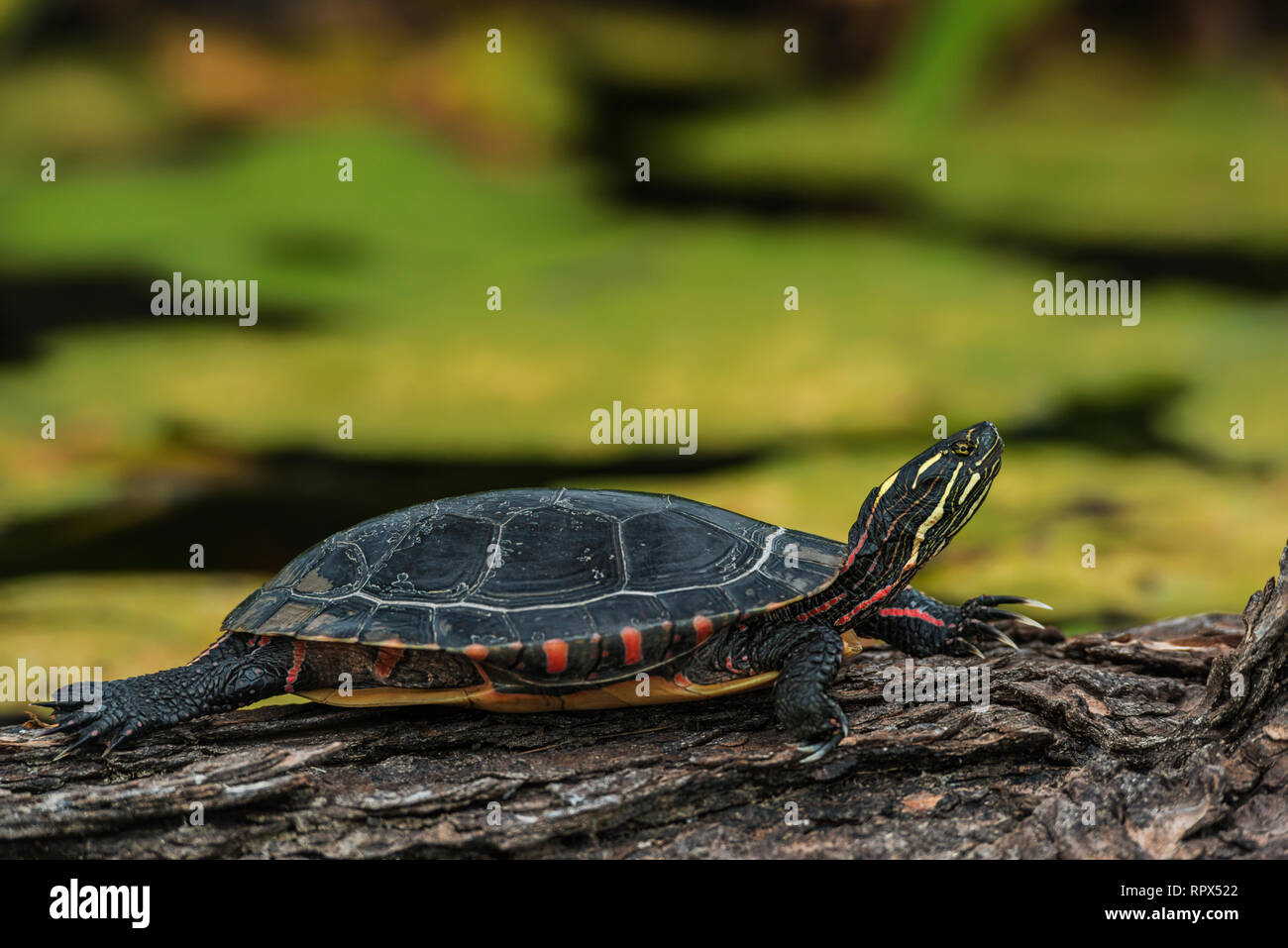 zoology / animals, reptile (reptilia), Eastern Painted Turtle (Chrysemys picta) sunning on a log in we, Additional-Rights-Clearance-Info-Not-Available Stock Photo
